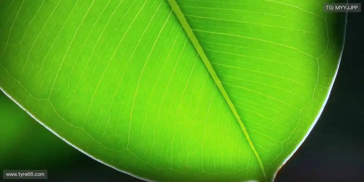 高清直播,细节尽收眼底👀